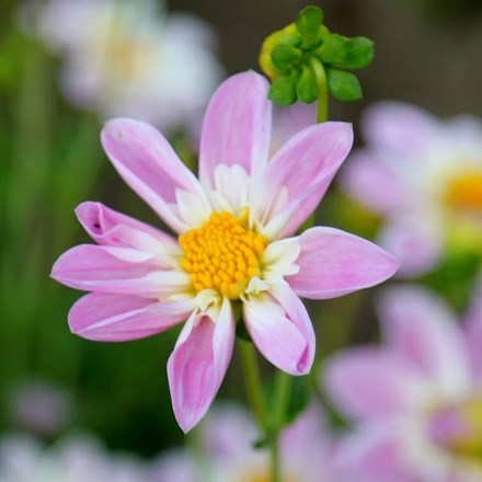 Dahlia Famoso | Collarette Dahlia