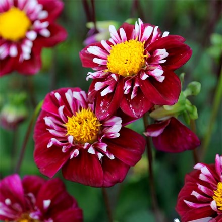 Dahlia Fantastico | Collarette Dahlia ( syn. Impression Fantastico) |