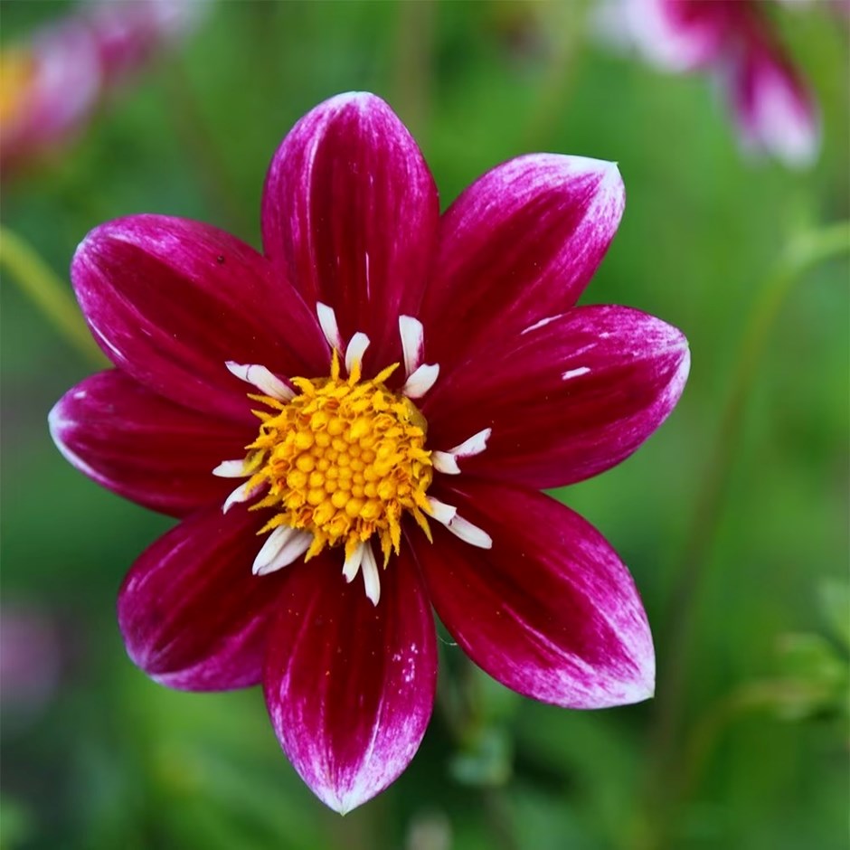 Dahlia Fabula | Collarette Dahlia