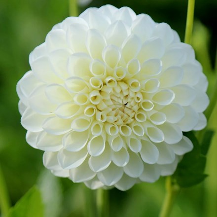 Dahlia Boom Boom White | Ball Dahlia