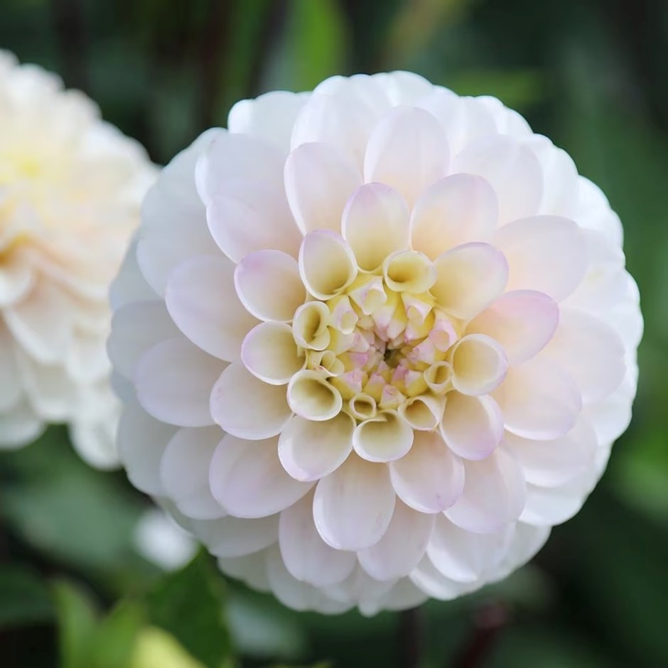 Dahlia White Isa | Decorative Dahlia