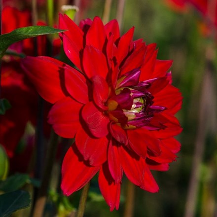Dahlia All Directions | Decorative Dahlia