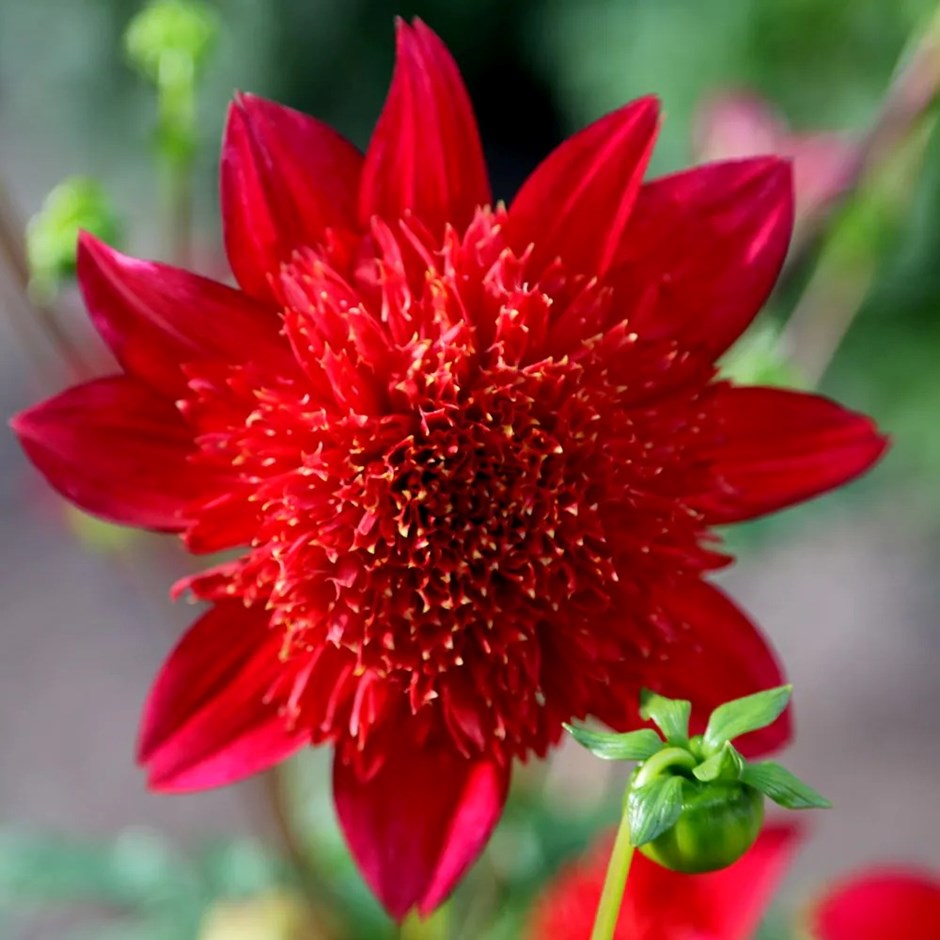 Dahlia Jive | Anemone-flowered Dahlia