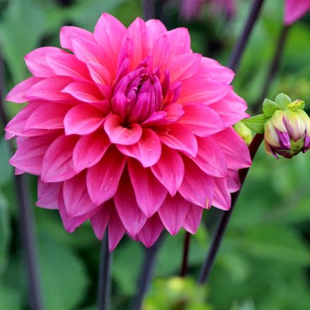 Dahlia Feline Yvonne | Decorative Dahlia