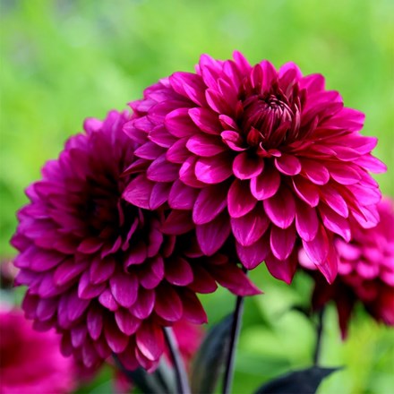 Dahlia Purple Flame | Decorative Dahlia