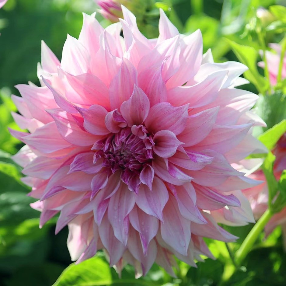 Dahlia Café au Lait Royal | Decorative Dahlia