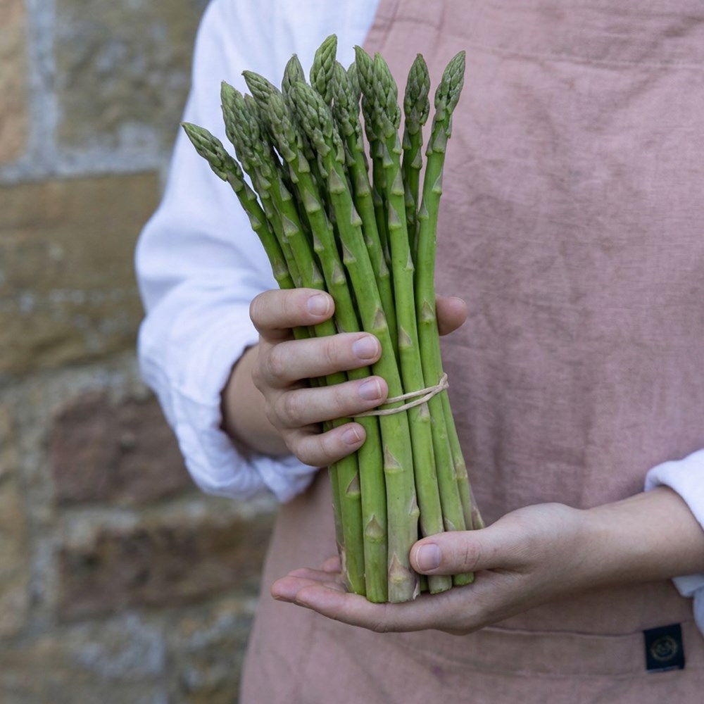 Asparagus Backlim