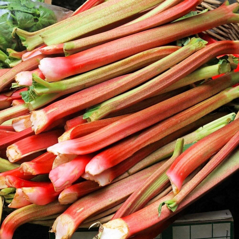 Rhubarb Valentine
