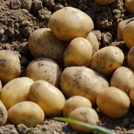 Potato Nicola | Second early, Scottish basic seed Potato