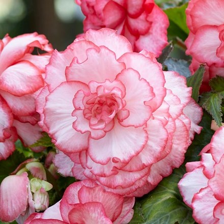 Begonia Rosebud Tutu | Begonia