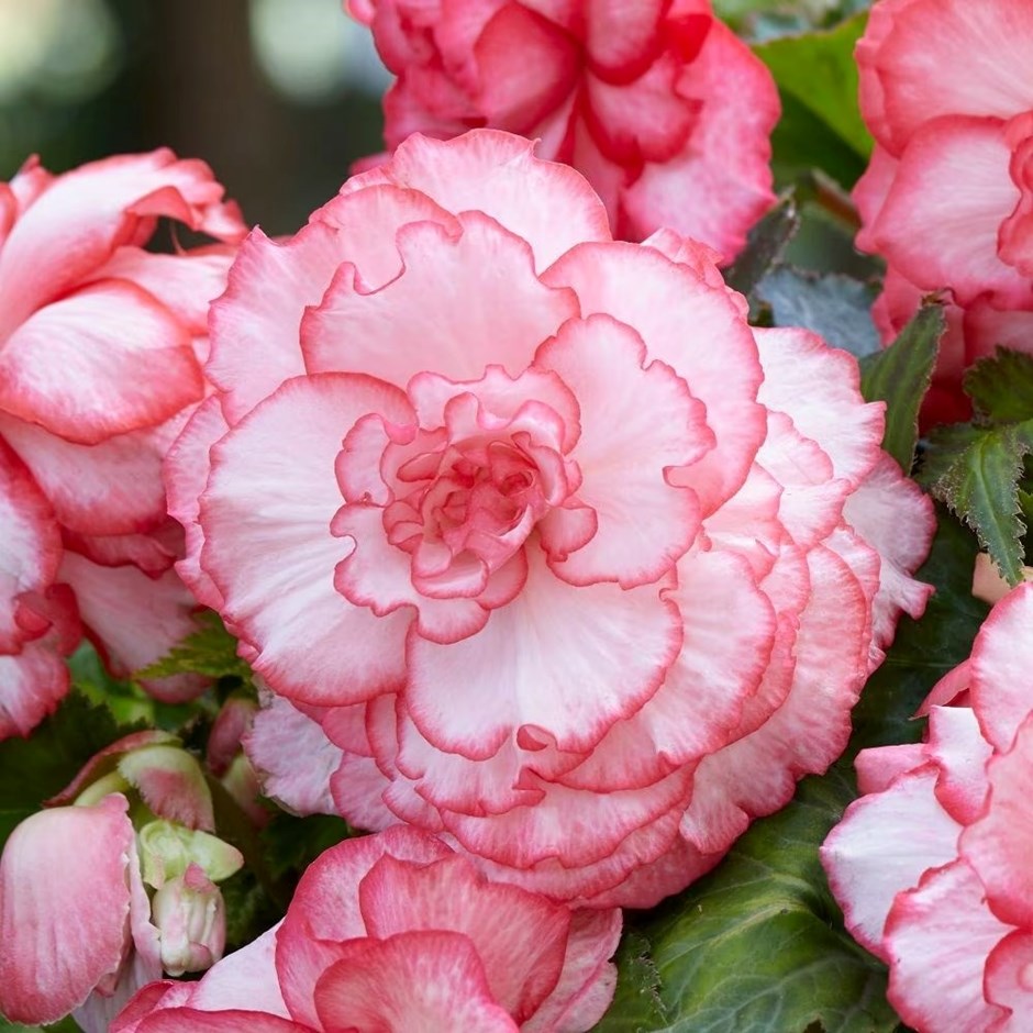 Begonia Rosebud Tutu | Begonia