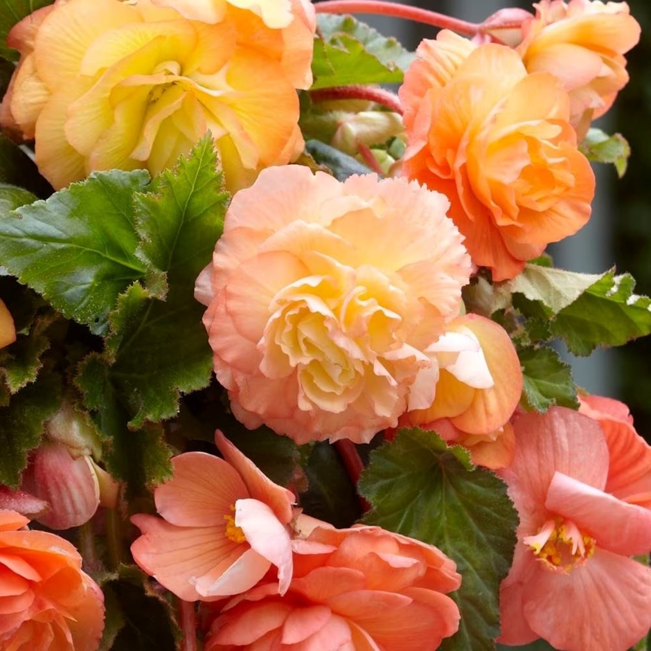 Begonia Splendide Ballerina | Begonia