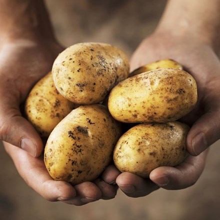 Potato Cara | Maincrop, Scottish basic seed Potato |