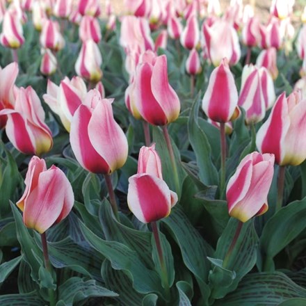 Tulipa Mary Ann | Greigii Tulip