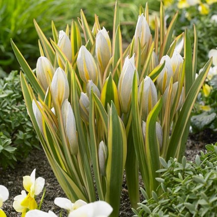 Tulipa Tarda Interaction | Miscellaneous Group Tulip
