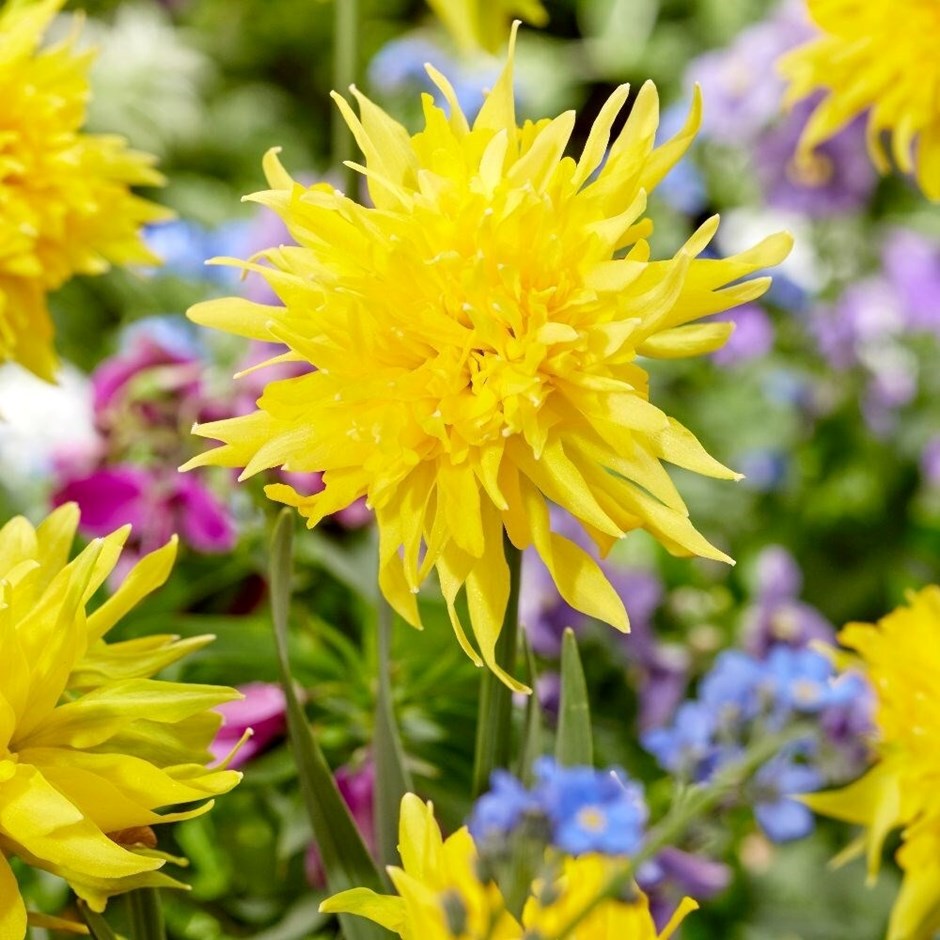 Narcissus Rip Van Winkle | Double Daffodil