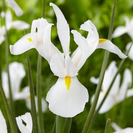 Iris Alaska | Dutch Iris