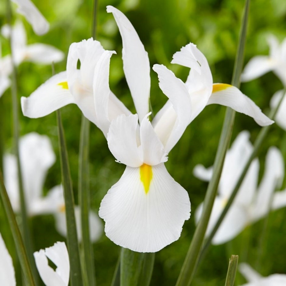 Iris Alaska | Dutch Iris