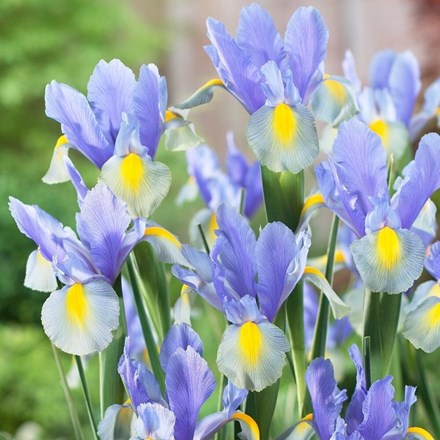 Iris Mystic Beauty | Dutch Iris