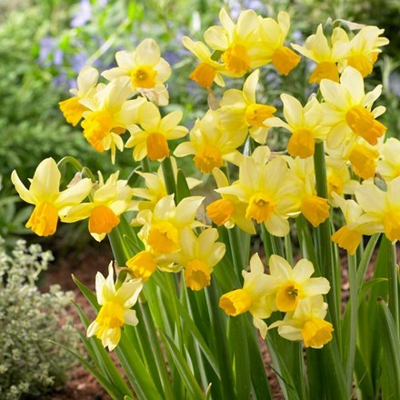 Narcissus Eaton Song | Miscellaneous Daffodil