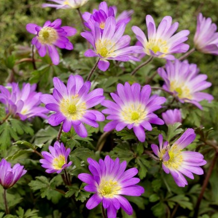 Anemone Blanda Charmer | Winter Windflower