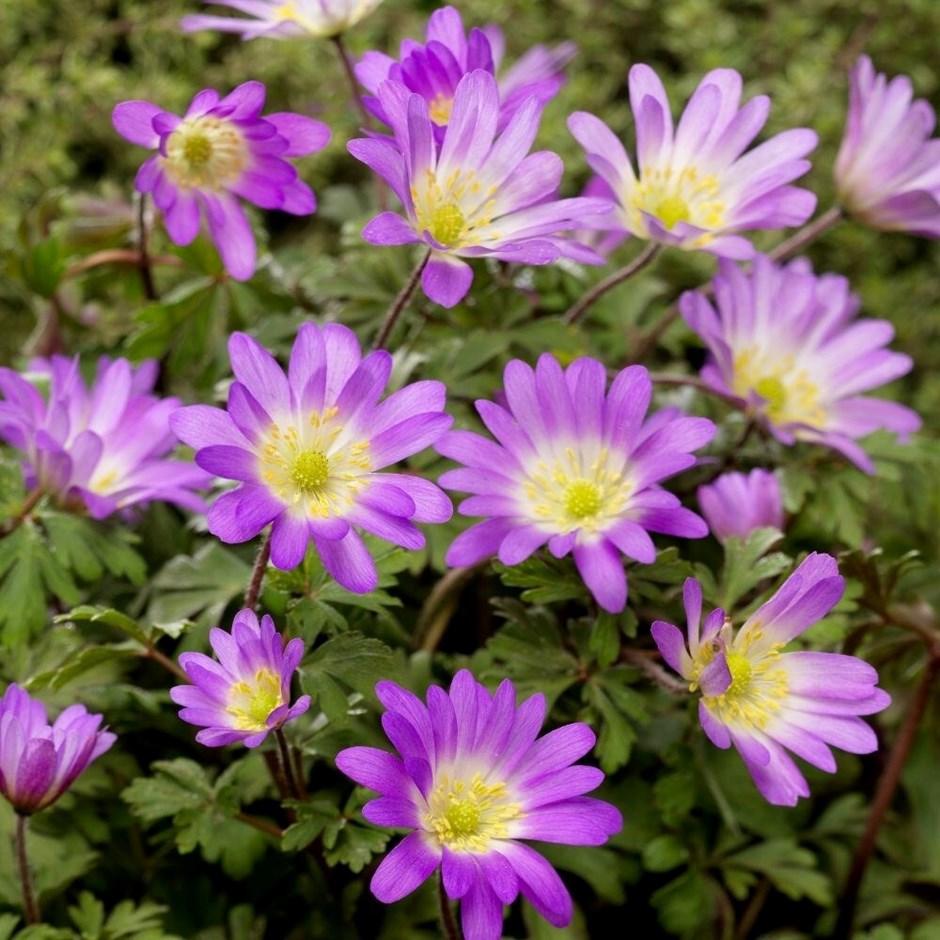Anemone Blanda Charmer | Winter Windflower