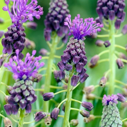 Muscari Comosum | Tassel Hyacinth
