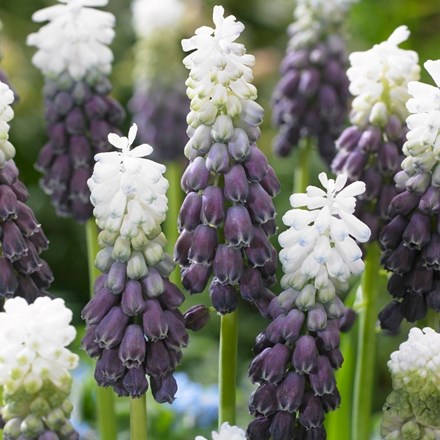 Muscari Latifolium Grape Ice | Grape Hyacinth