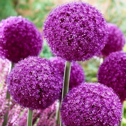 Allium Ambassador | Ornamental Onion