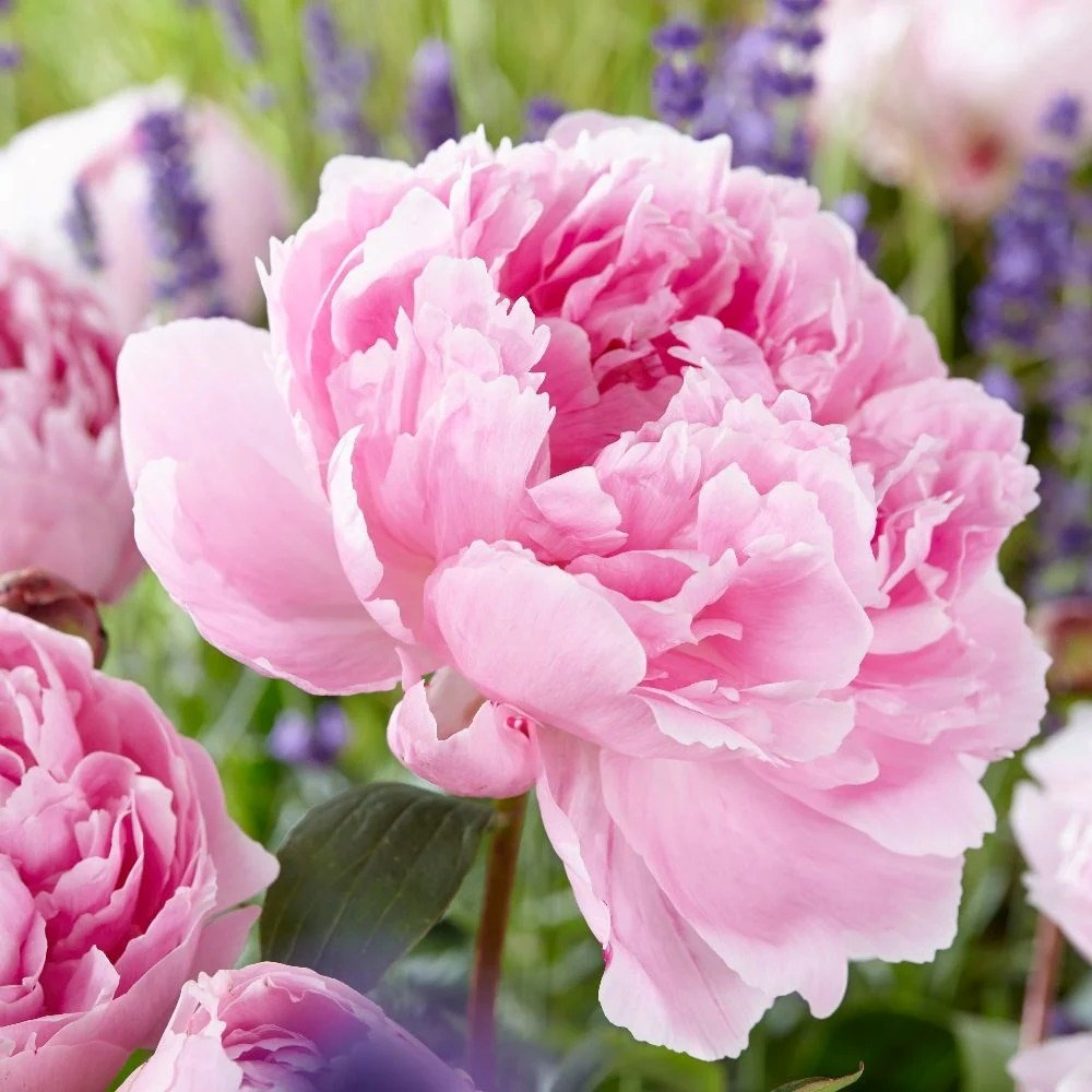 Paeonia Lactiflora Sarah Bernhardt | Paeony Or Peony
