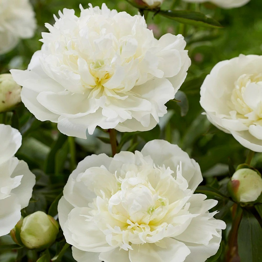 Paeonia Lactiflora Duchesse De Nemours | Paeony Or Peony