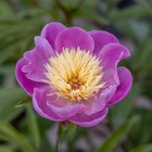 Paeonia lactiflora 'Bowl of Beauty' | Paeony or Peony | 4L Pot