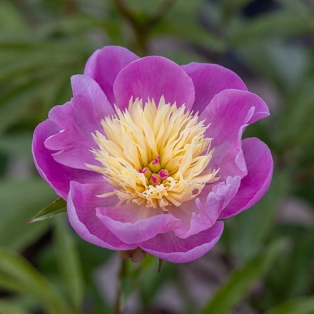 Paeonia Lactiflora Bowl Of Beauty | Paeony Or Peony