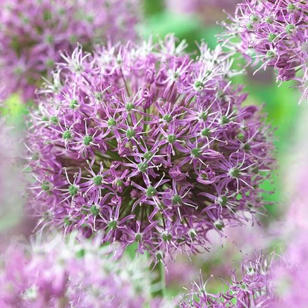 Allium stipitatum | Ornamental Onion