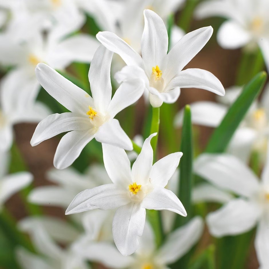 Scilla Luciliae Alba | Glory of the Snow | Chionodoxa