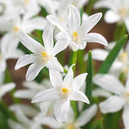 Scilla Luciliae Alba | Glory of the Snow | Chionodoxa