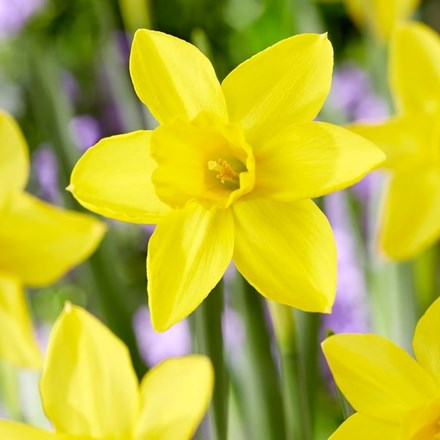 Narcissus Marie Curie Diamond | Jonquilla Daffodil