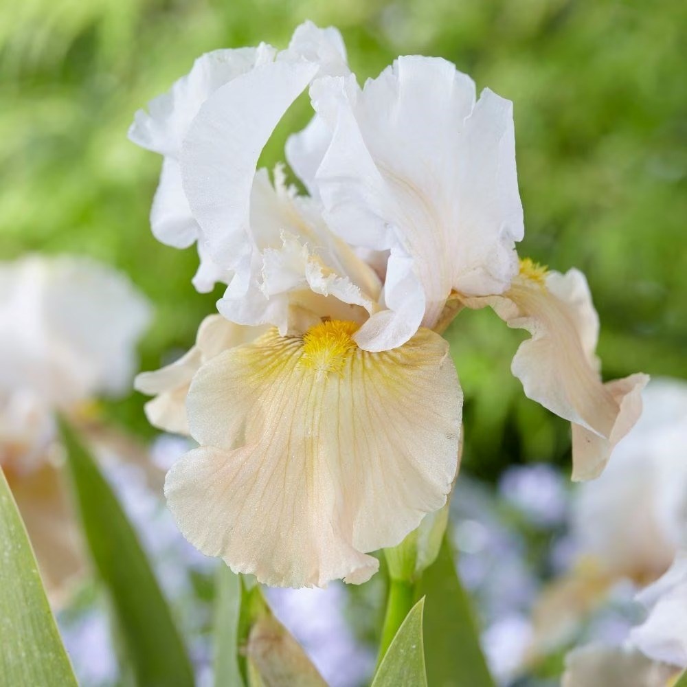 Iris Champagne Elegance | Bearded Iris