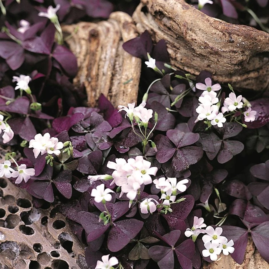 Oxalis triangularis | False Shamrock