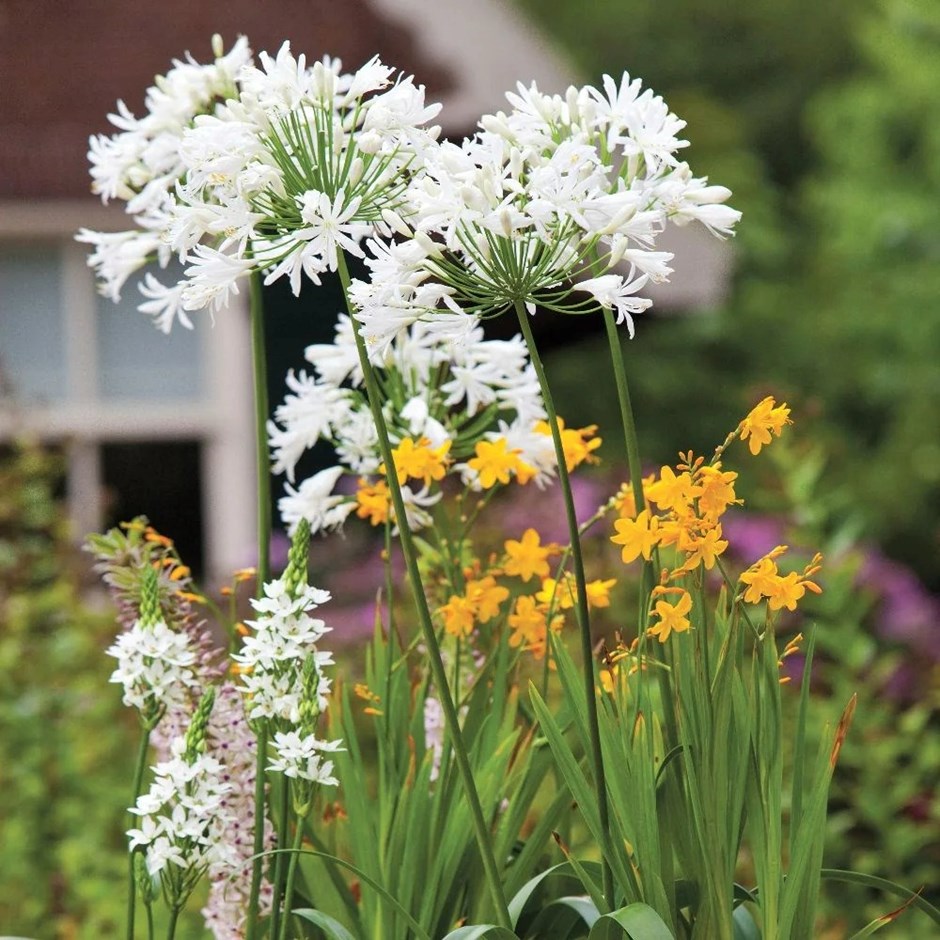 Agapanthus Polar Ice | African Lily