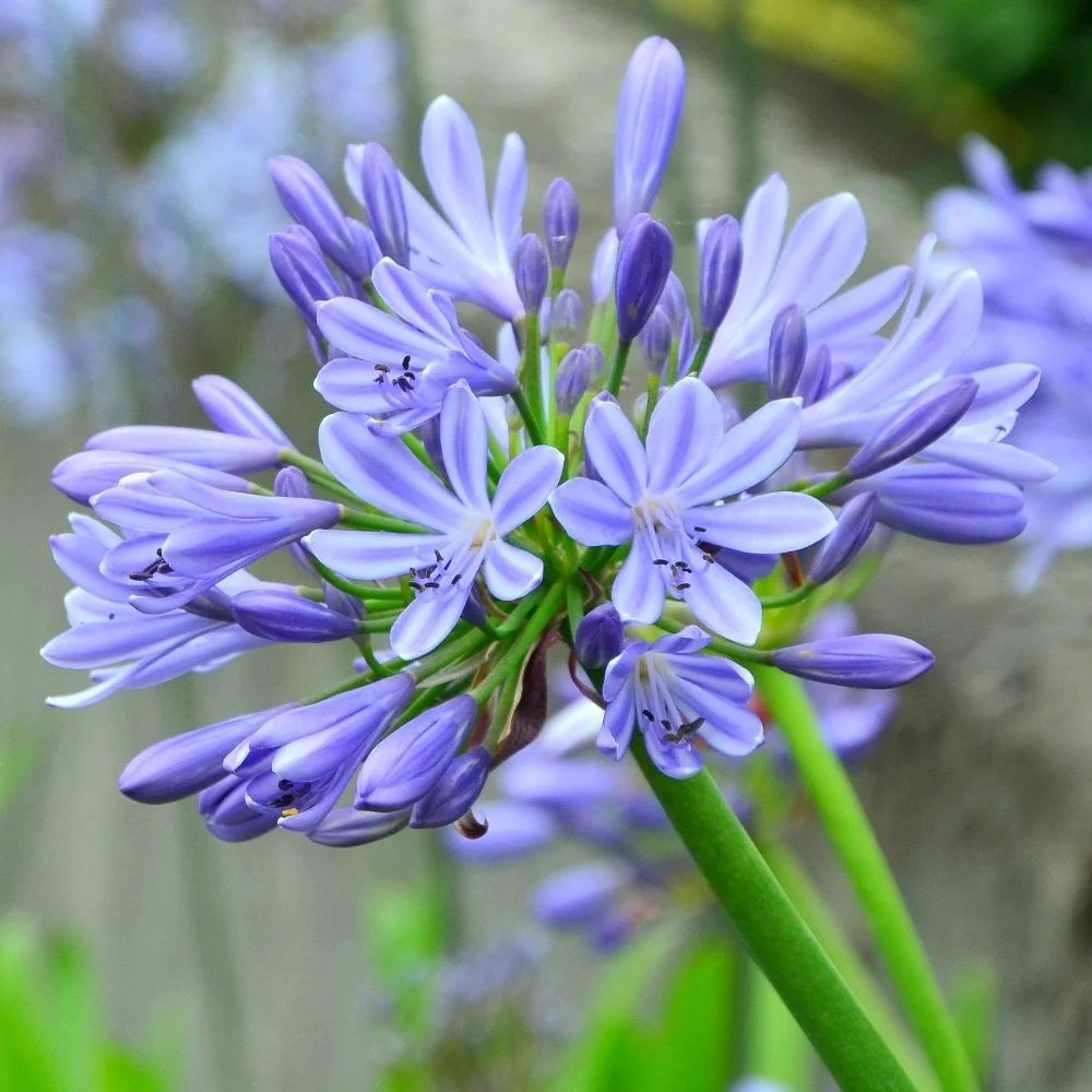 Agapanthus Dokter Brouwer | African Lily