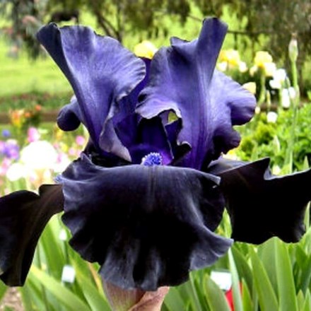 Iris Black Dragon | Bearded Iris