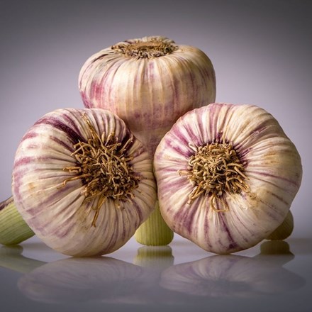 Garlic Germidour | French Softneck Garlic