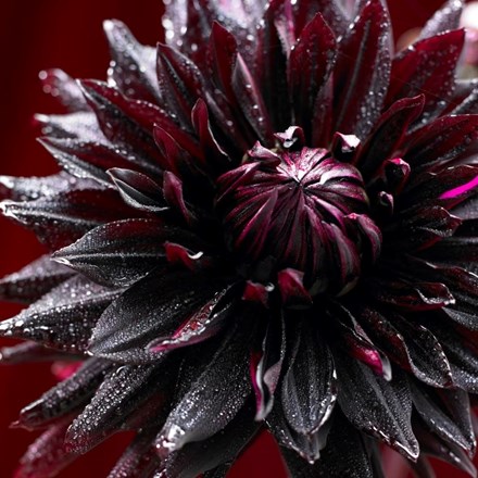 Dahlia Black Jack | Decorative Dahlia