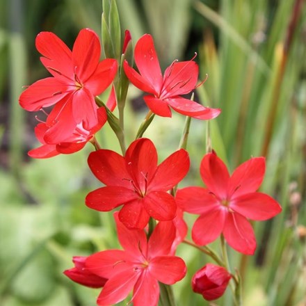 Hesperantha coccinea | Crimson Flag