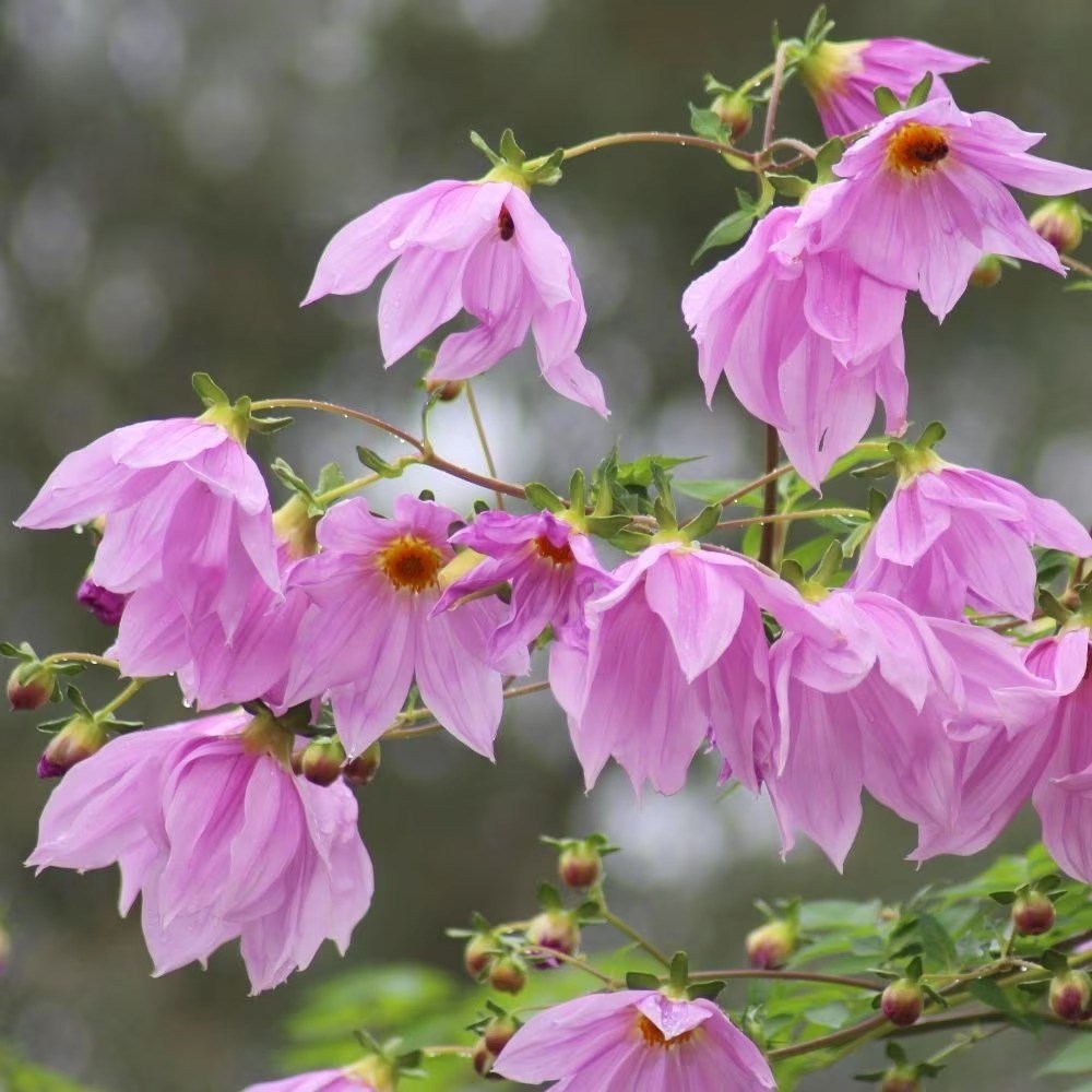 Dahlia Imperialis | Tree Dahlia