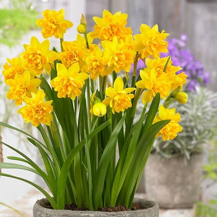 Narcissus Tête Bouclé | Double Daffodil