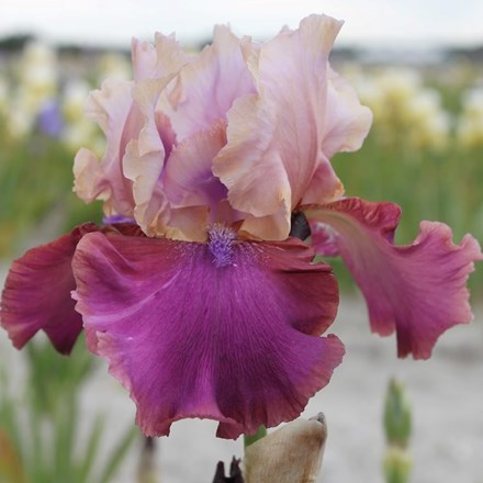 Iris Burgermeister | Bearded Iris