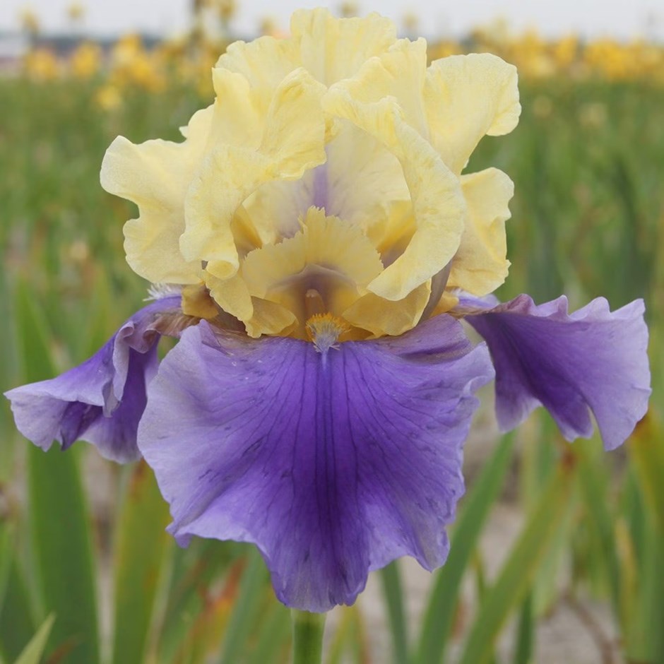 Iris Edith Wolford | Bearded Iris