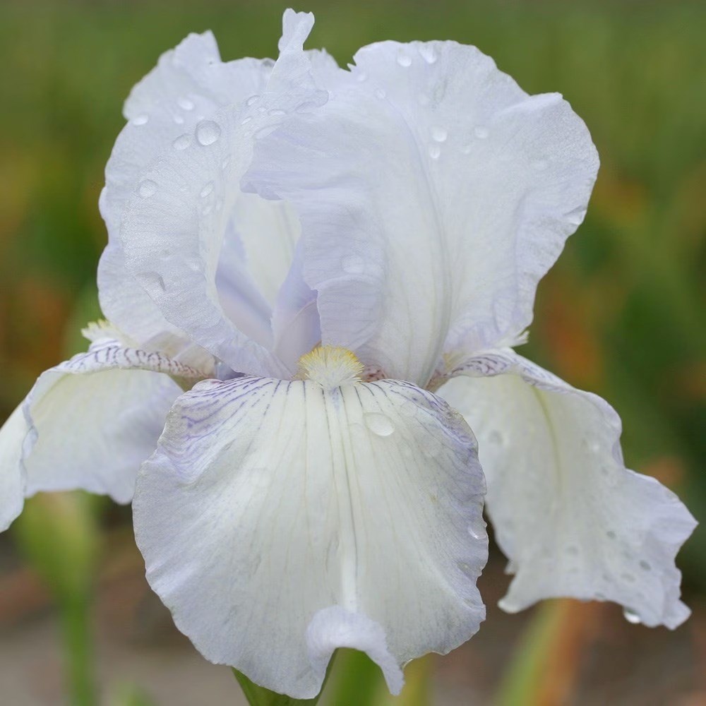 Iris English Cottage | Bearded Iris